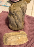 Genuine Oregon Coast petrified wood