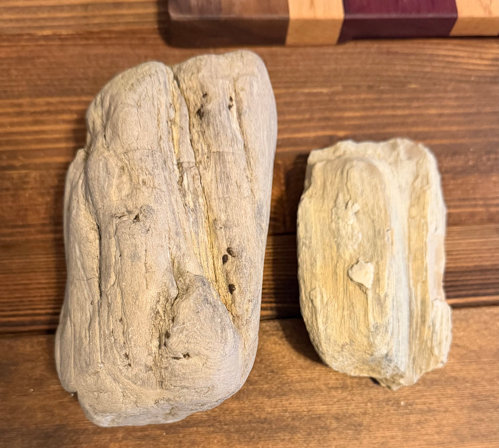 Genuine Oregon Coast petrified wood