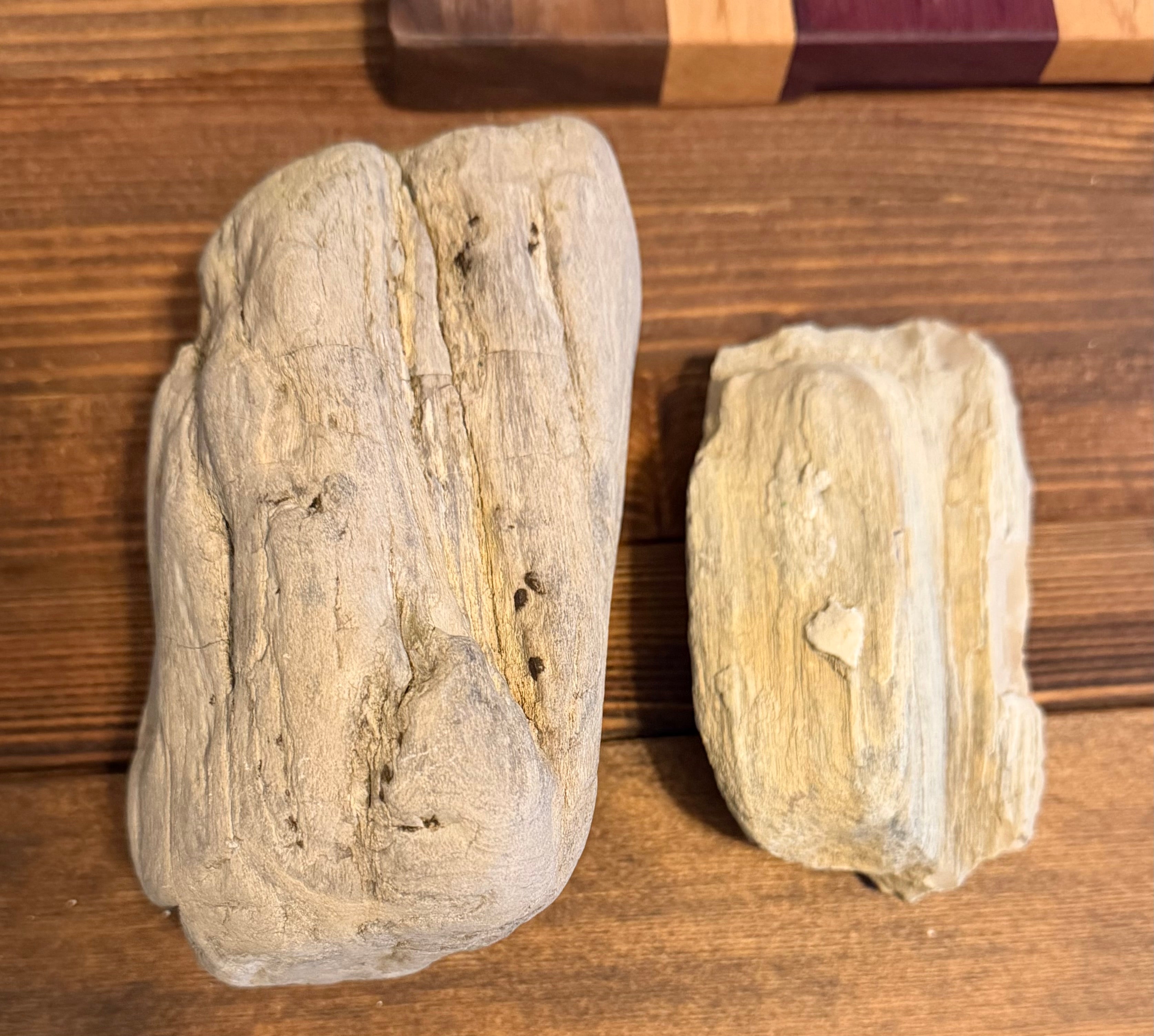 Genuine Oregon Coast petrified wood