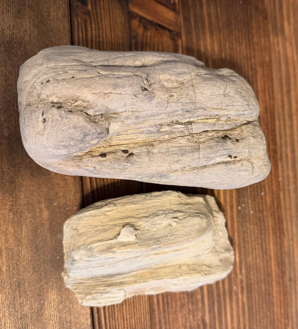 Genuine Oregon Coast petrified wood