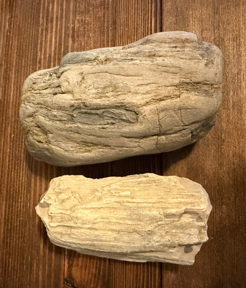 Genuine Oregon Coast petrified wood