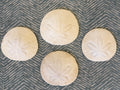 Pacific Sand Dollar-Oregon Coast Find