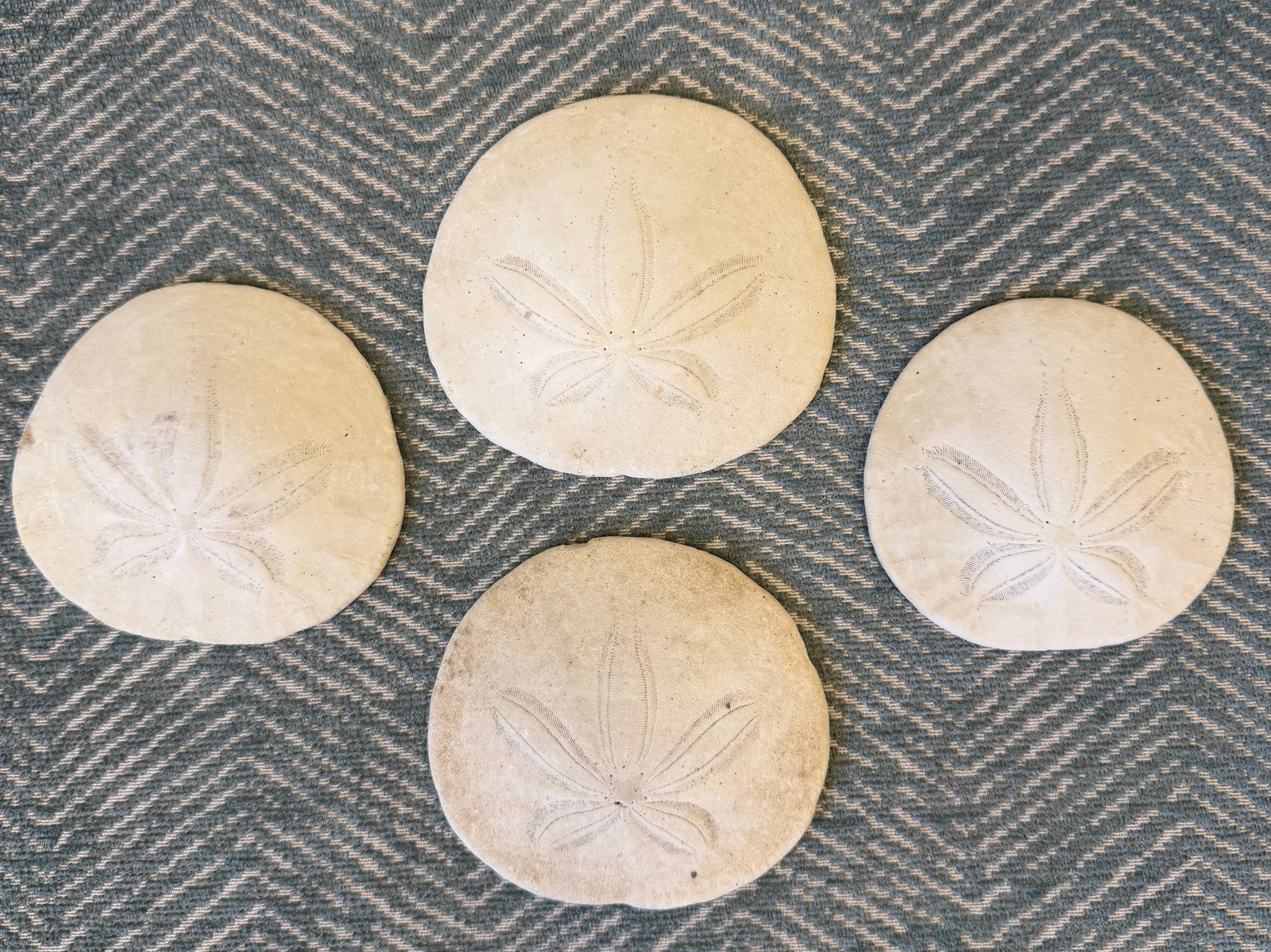 Pacific Sand Dollar-Oregon Coast Find